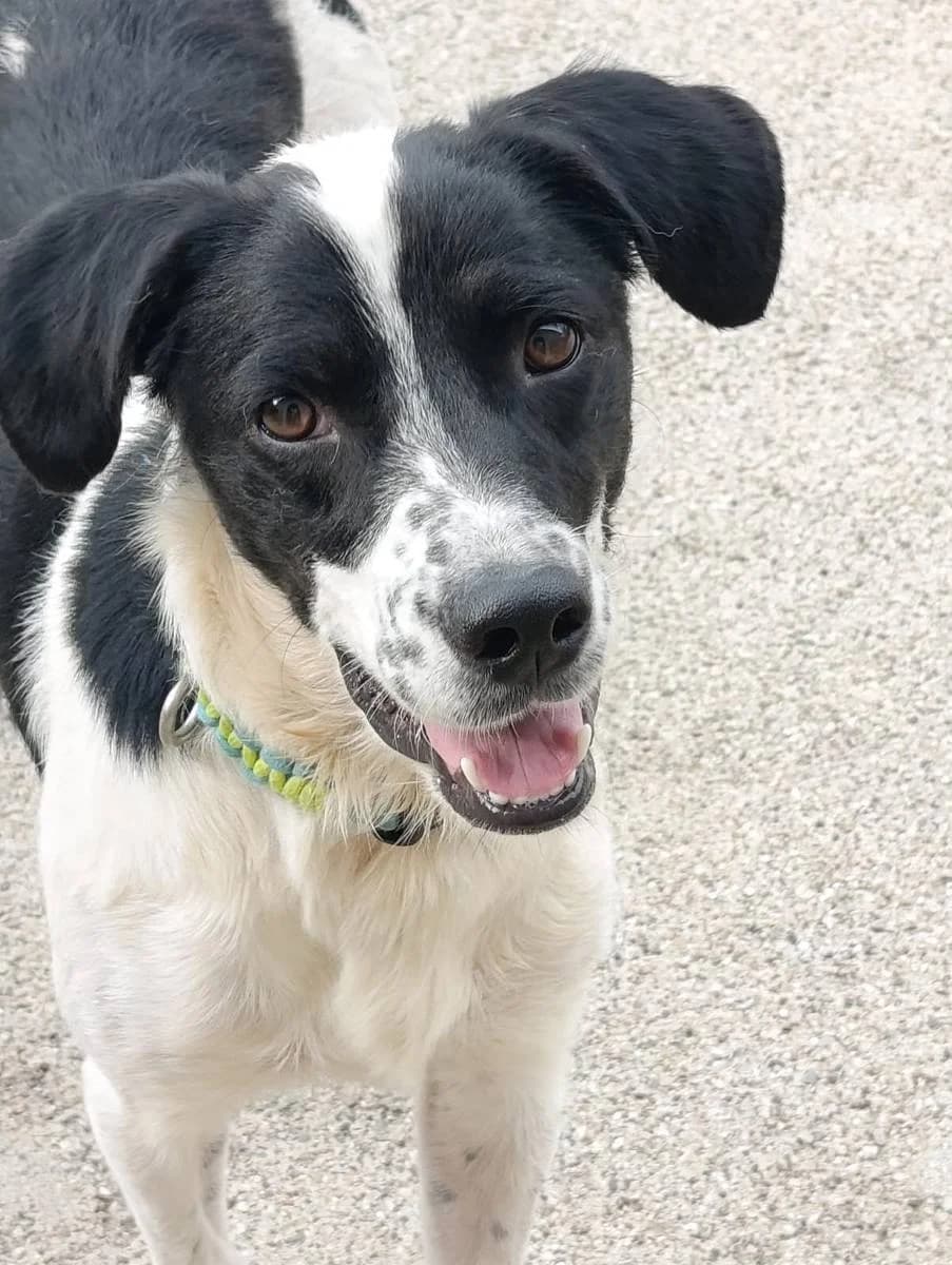 Peter, male young Mixed Breed for adoption at Alba for Animals e.V., Oberhausen