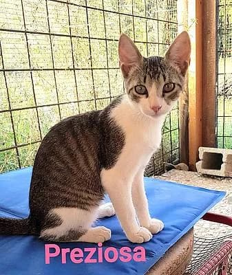 Katzen zur Adoption, 3yo European Shorthair for adoption at Alba for Animals e.V., Oberhausen