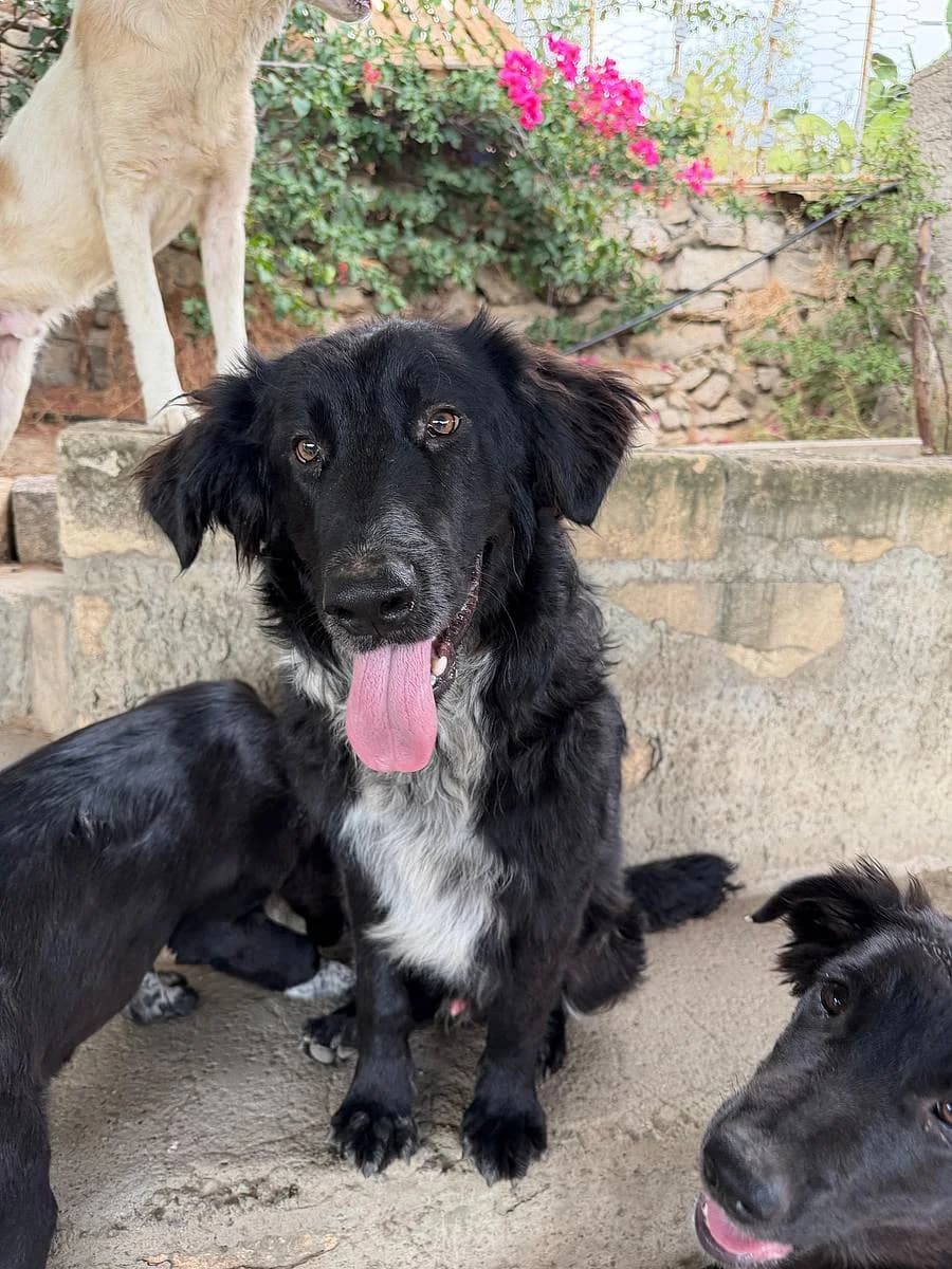 Rino, male puppy Mixed Breed for adoption at Alba for Animals e.V., Oberhausen