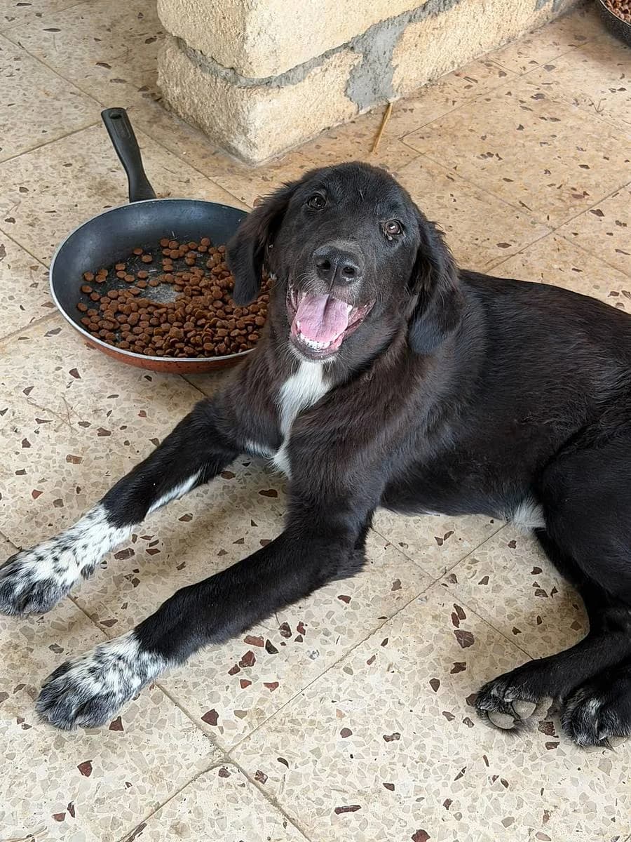 Saverio, male puppy Mixed Breed for adoption at Alba for Animals e.V., Oberhausen