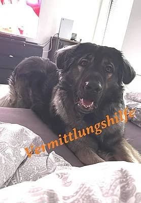 Rüden zur Adoption, male mixed breed for adoption at Alba for Animals e.V., Oberhausen
