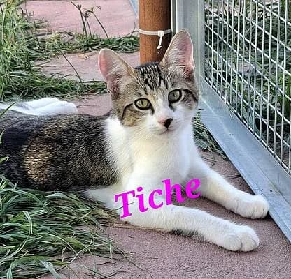 Katzen zur Adoption, young European Shorthair for adoption at Alba for Animals e.V., Oberhausen