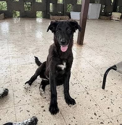 Welpen und Junghunde bis 1 Jahr zur Adoption, female puppy Mixed Breed for adoption at Alba for Animals e.V., Oberhausen