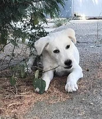 Welpen und Junghunde bis 1 Jahr zur Adoption, female puppy Mixed Breed for adoption at Alba for Animals e.V., Oberhausen