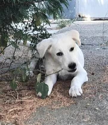 Valentina, female puppy Mixed Breed for adoption at Alba for Animals e.V., Oberhausen