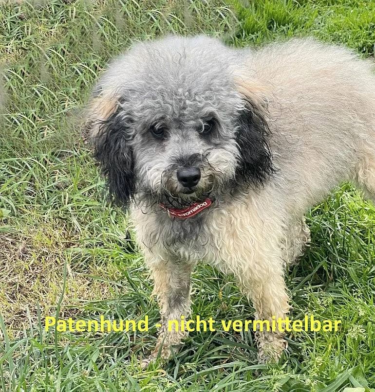 Viola, female 3yo Poodle for adoption at Alba for Animals e.V., Oberhausen
