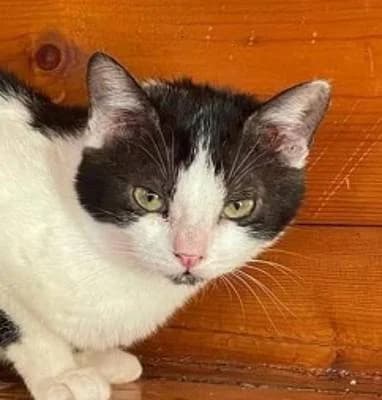 Katzen zur Adoption, 5yo European Shorthair for adoption at Alba for Animals e.V., Oberhausen