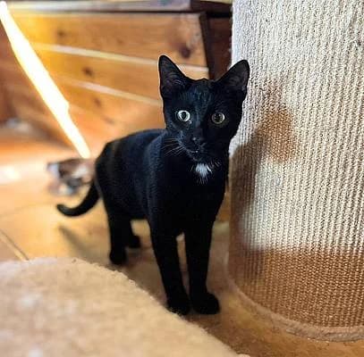 Katzen zur Adoption, young European Shorthair for adoption at Alba for Animals e.V., Oberhausen