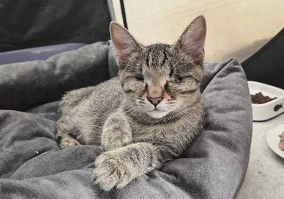 Kitten und Jungkatzen bis 1 Jahr, puppy European Shorthair for adoption at Alba for Animals e.V., Oberhausen