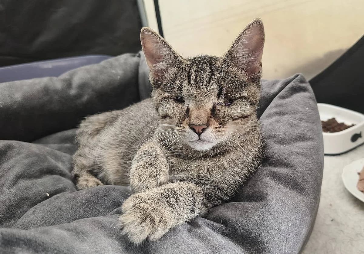 Xena, puppy European Shorthair for adoption at Alba for Animals e.V., Oberhausen