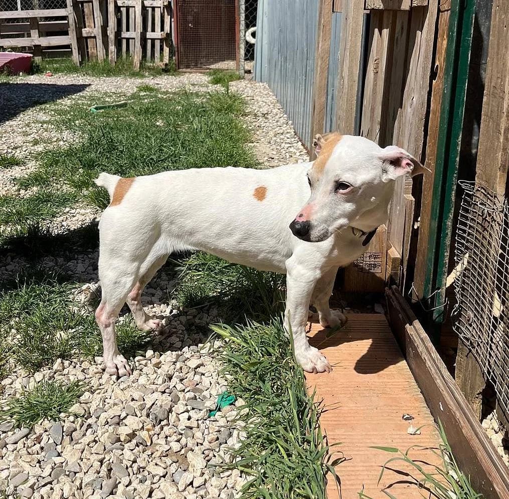 Zoe, female senior Jack Russell Terrier for adoption at Alba for Animals e.V., Oberhausen
