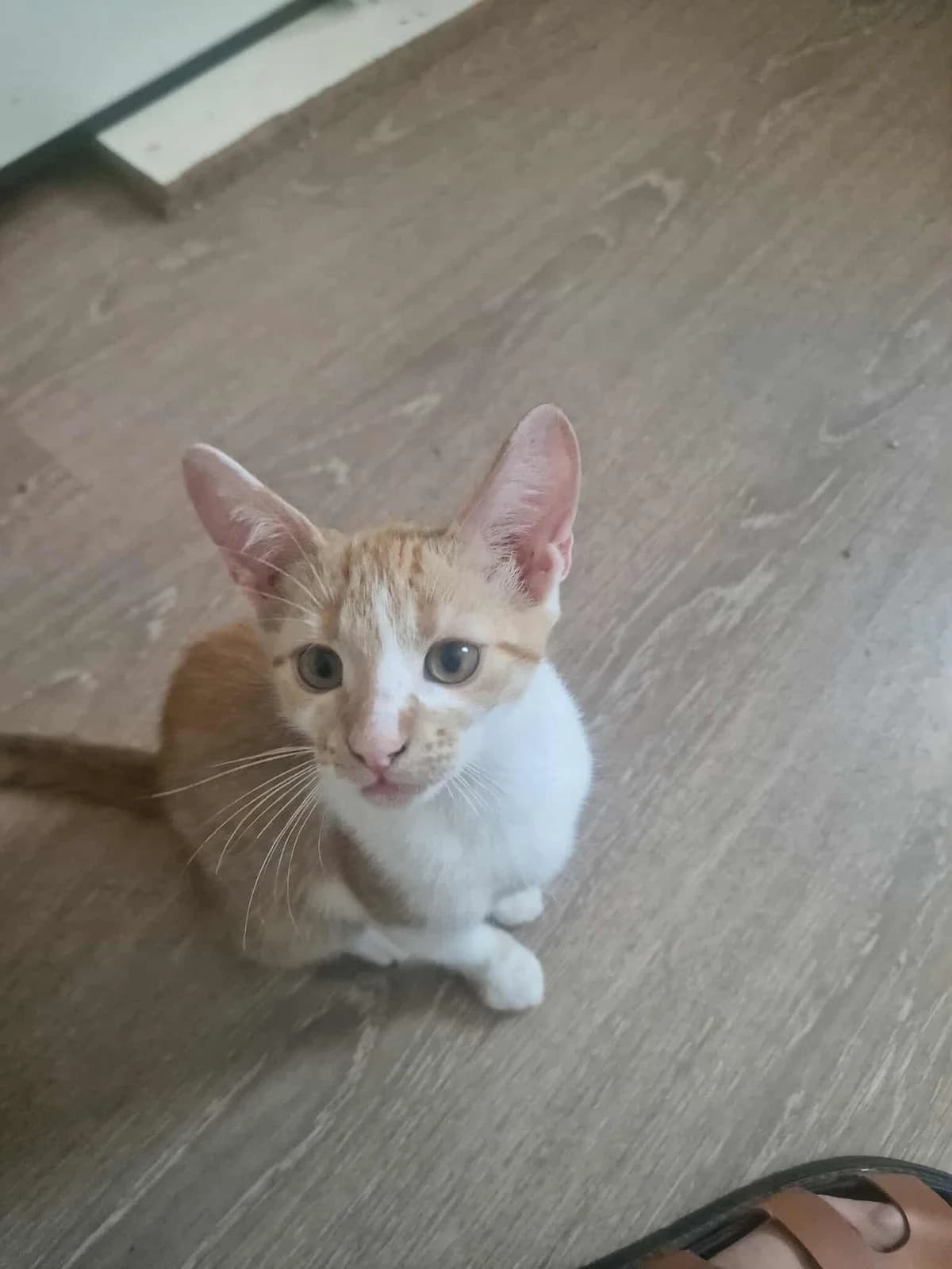 ๐พ๐๐พ DALIDA ๐พ๐๐พ, Mixed Breed for adoption at Amys Pfotenfreunde e.V., Langenhagen