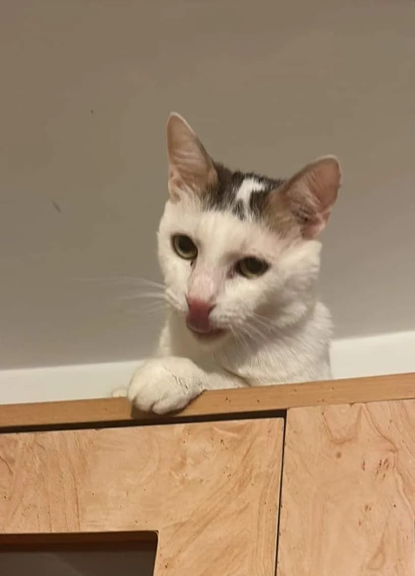 🐾💟🐾 DALIDA 🐾💟🐾, Mixed Breed for adoption at Amys Pfotenfreunde e.V., Langenhagen