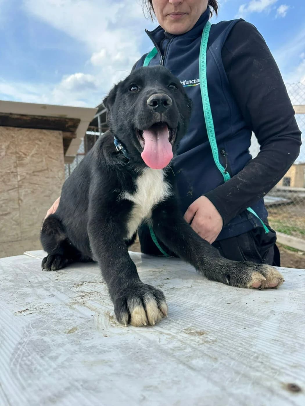 🐾💟🐾 NANA 🐾💟🐾, Mixed Breed for adoption at Amys Pfotenfreunde e.V., Langenhagen