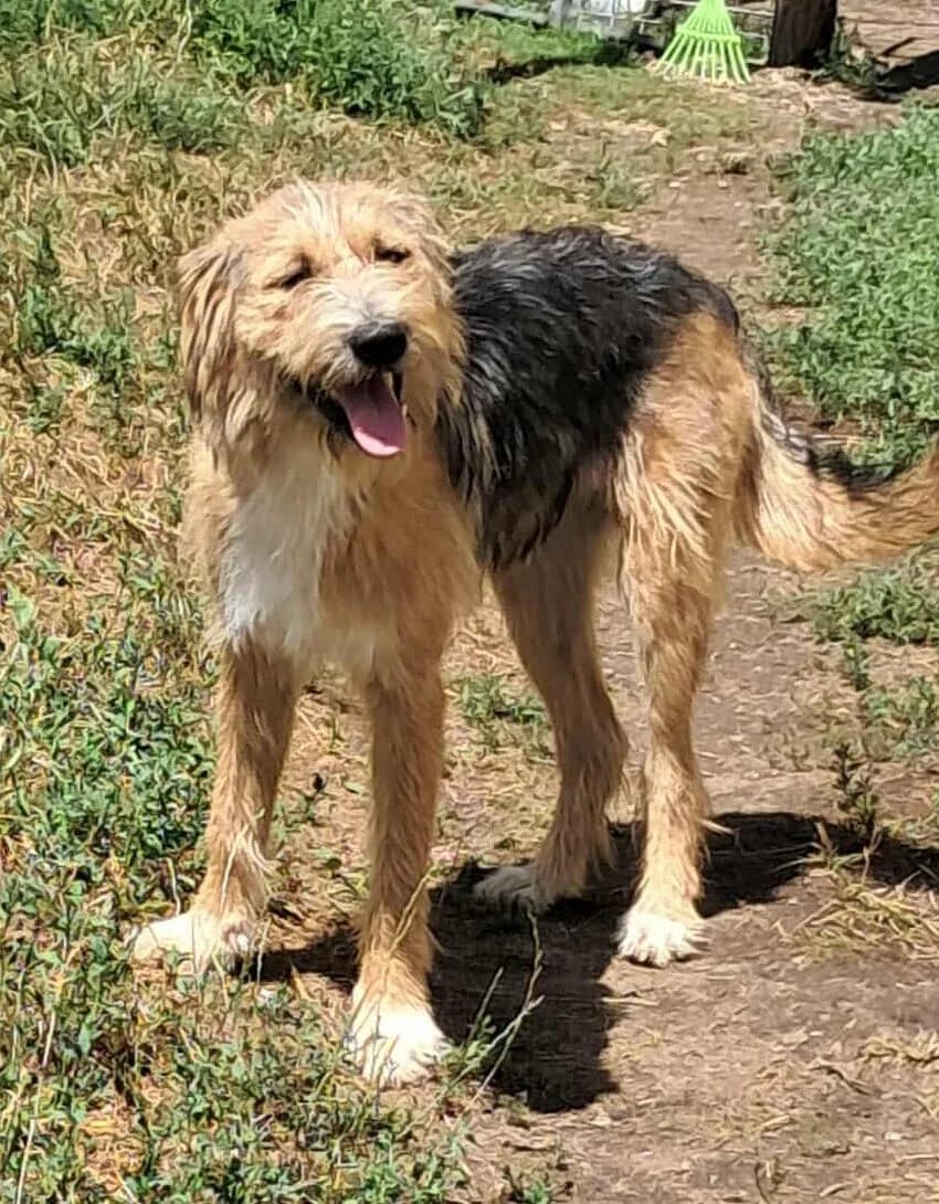 🐾💟🐾 MAJA 🐾💟🐾, Mixed Breed for adoption at Amys Pfotenfreunde e.V., Langenhagen