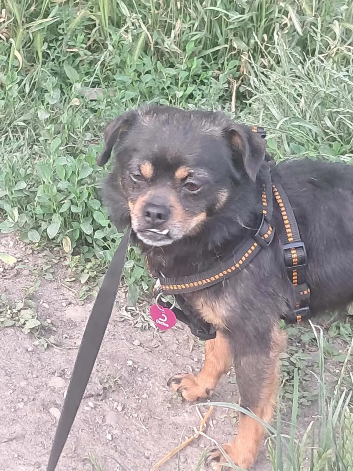 🐾💟🐾 POMPOM 🐾💟🐾, Mixed Breed for adoption at Amys Pfotenfreunde e.V., Langenhagen