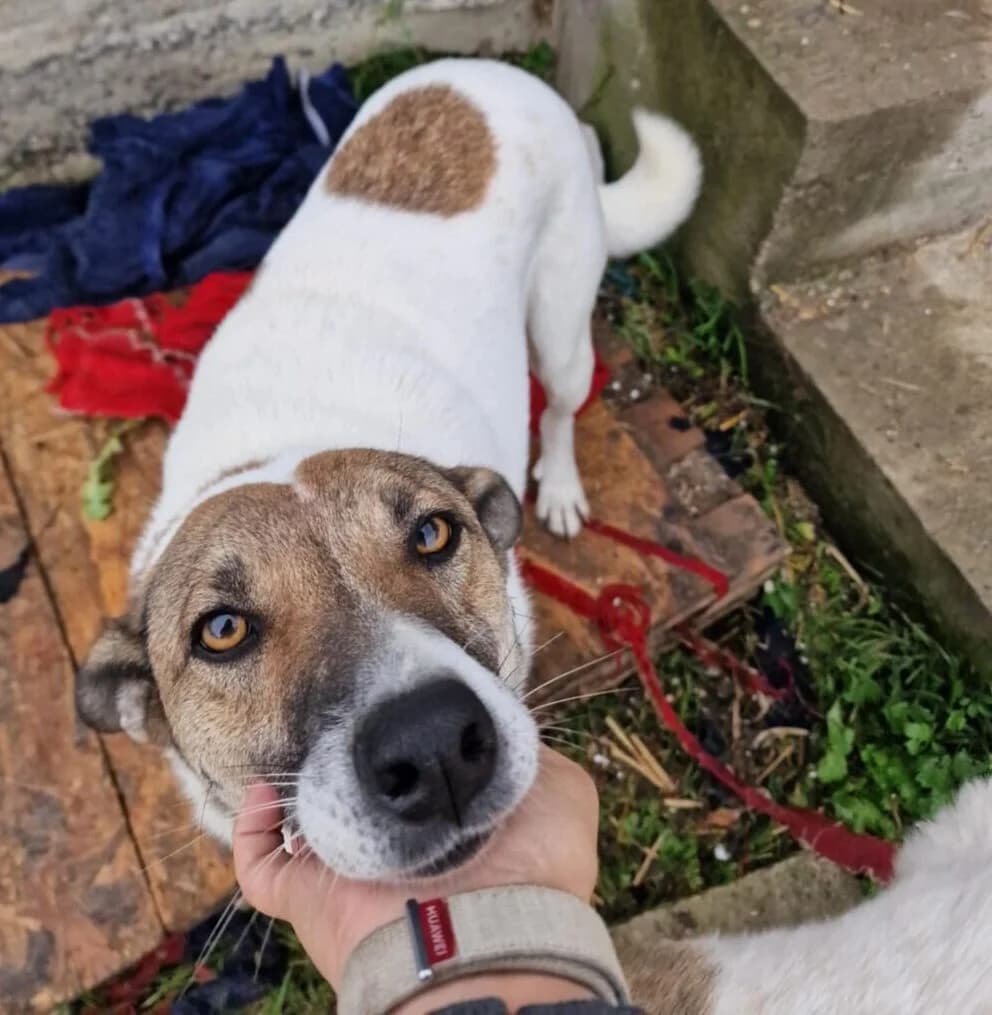 🐾💟🐾 VULPI 🐾💟🐾, Mixed Breed for adoption at Amys Pfotenfreunde e.V., Langenhagen