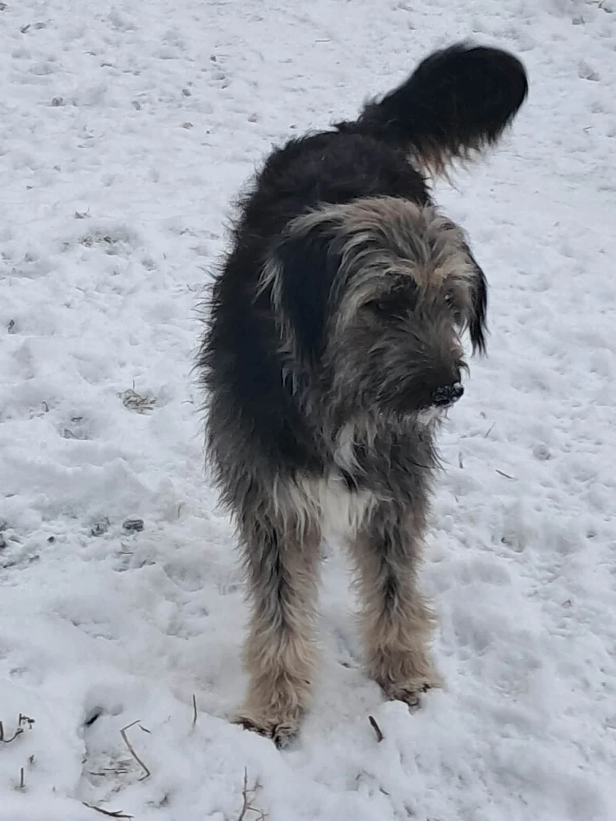 🐾💟🐾 VIOLETTA 🐾💟🐾, Mixed Breed for adoption at Amys Pfotenfreunde e.V., Langenhagen