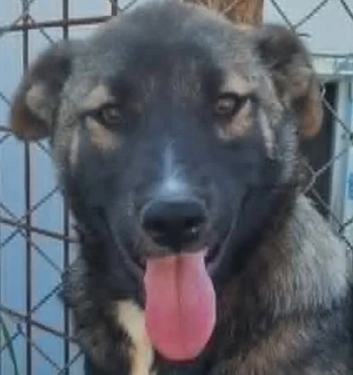 🐾💟🐾 XANA 🐾💟🐾, Mixed Breed for adoption at Amys Pfotenfreunde e.V., Langenhagen