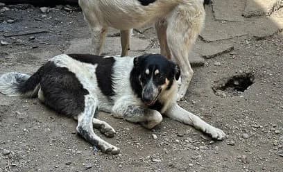 🐾💟🐾 BERTA 🐾💟🐾, Mixed Breed for adoption at Amys Pfotenfreunde e.V., Langenhagen