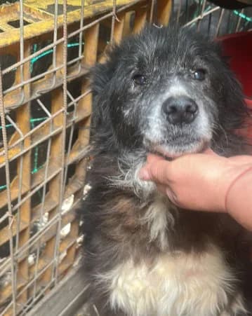 🐾💟🐾 MARLA 🐾💟🐾, Mixed Breed for adoption at Amys Pfotenfreunde e.V., Langenhagen