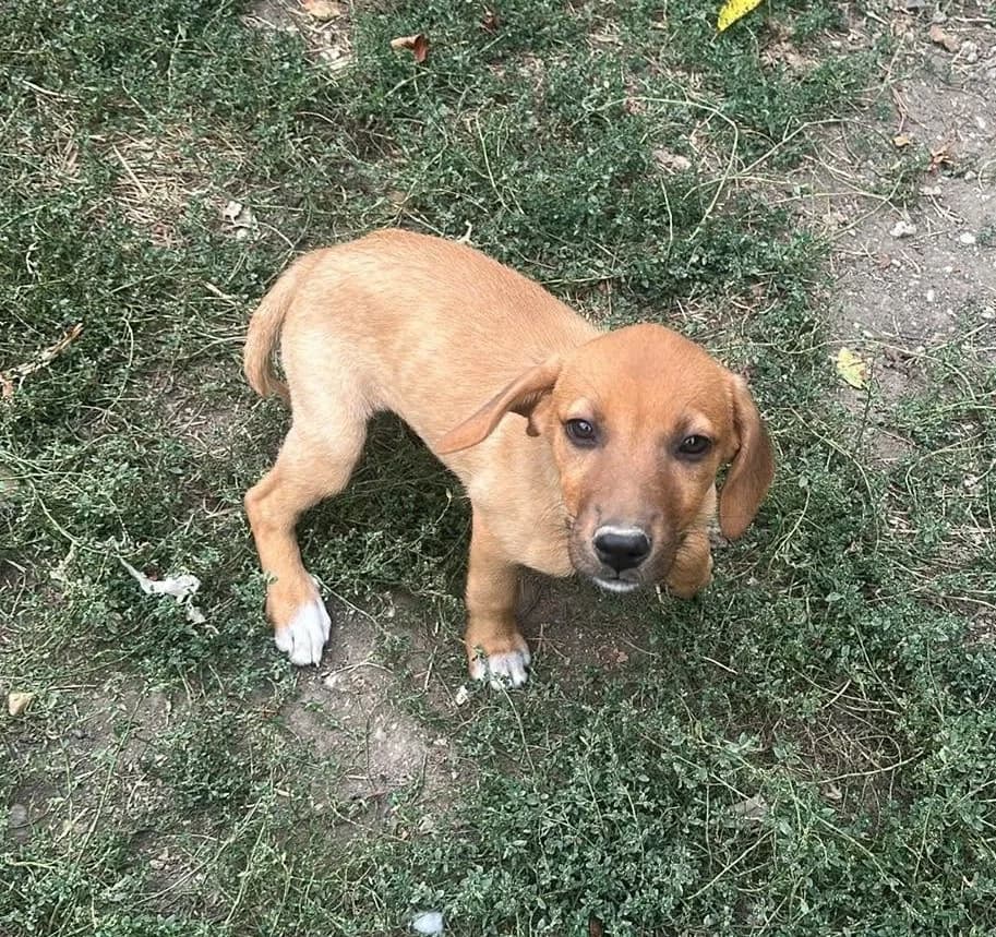 🐾💟🐾 MARLA 🐾💟🐾, Mixed Breed for adoption at Amys Pfotenfreunde e.V., Langenhagen