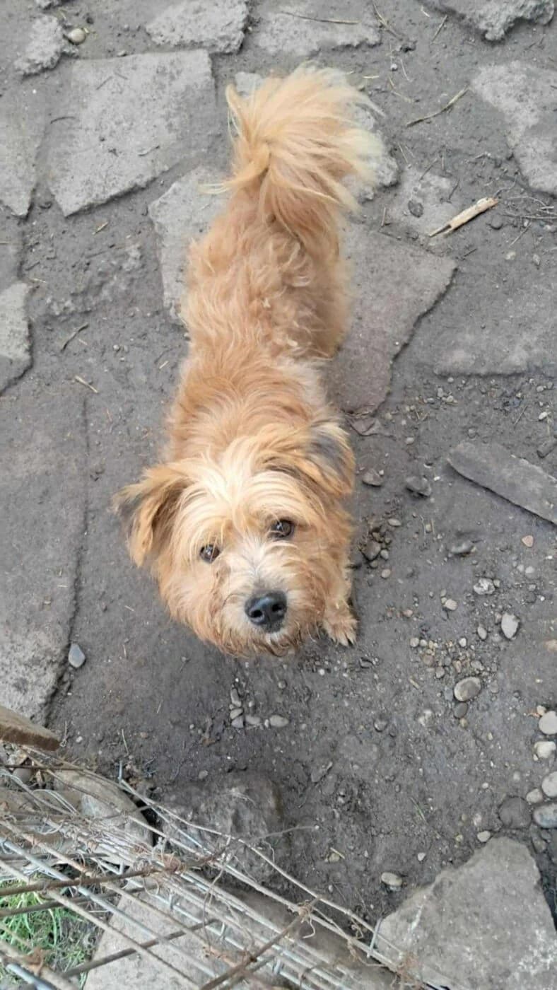 🐾💟🐾 MERLE 🐾💟🐾, Mixed Breed for adoption at Amys Pfotenfreunde e.V., Langenhagen