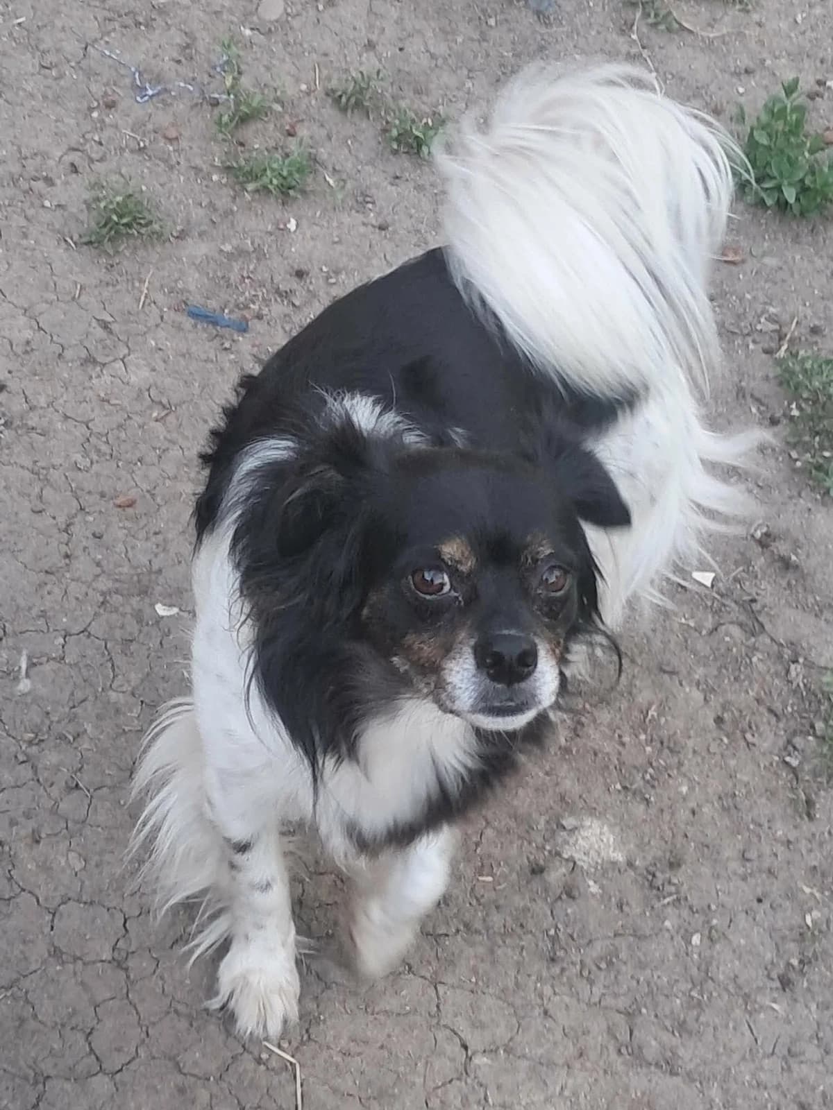 🐾💟🐾 RONJA 🐾💟🐾, Mixed Breed for adoption at Amys Pfotenfreunde e.V., Langenhagen
