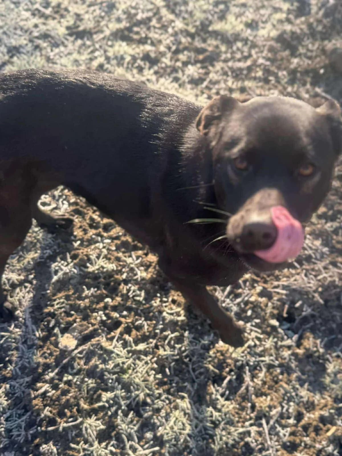 🐾💟🐾 TALIA 🐾💟🐾, Mixed Breed for adoption at Amys Pfotenfreunde e.V., Langenhagen