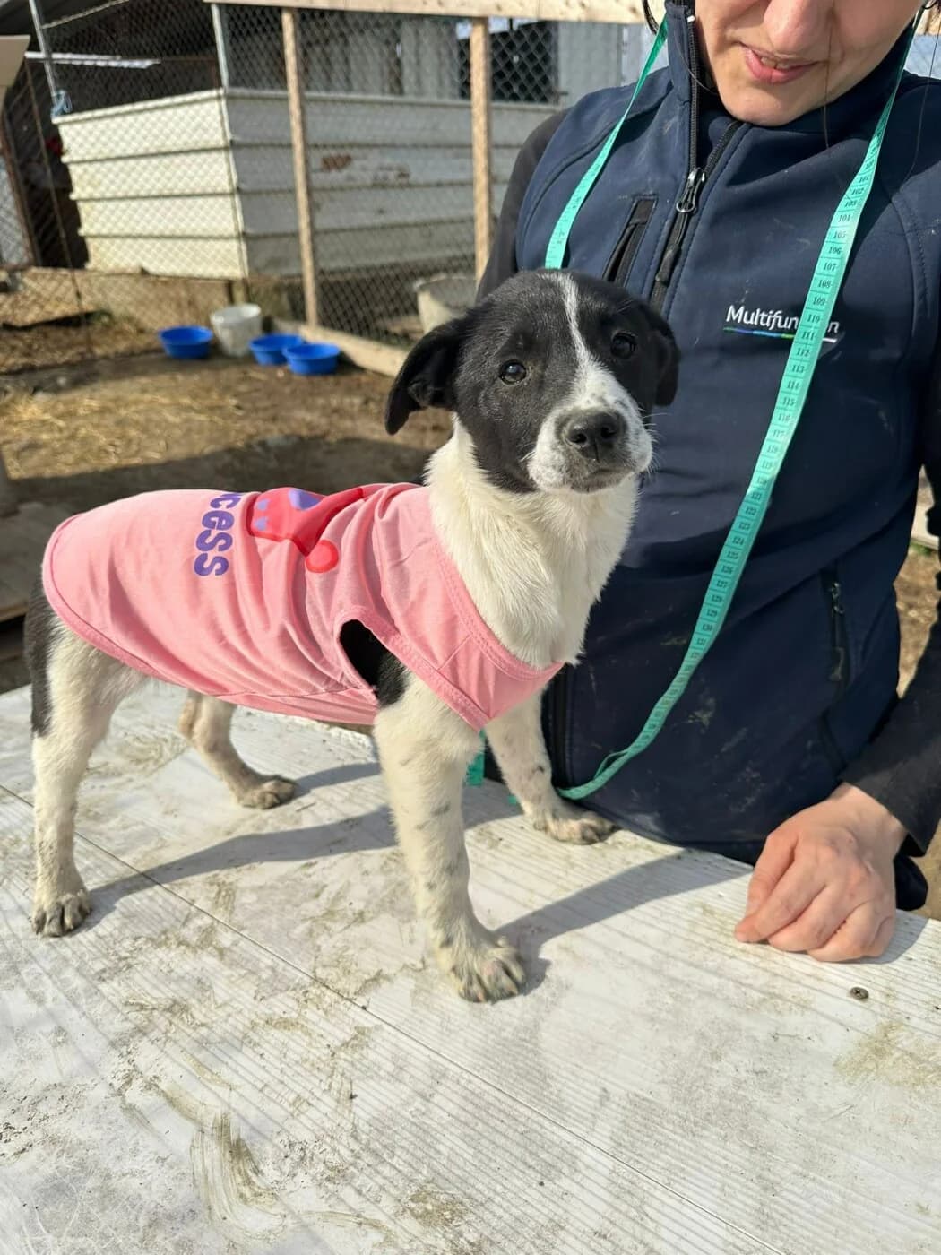 🐾💟🐾 TOFFY 🐾💟🐾, Mixed Breed for adoption at Amys Pfotenfreunde e.V., Langenhagen