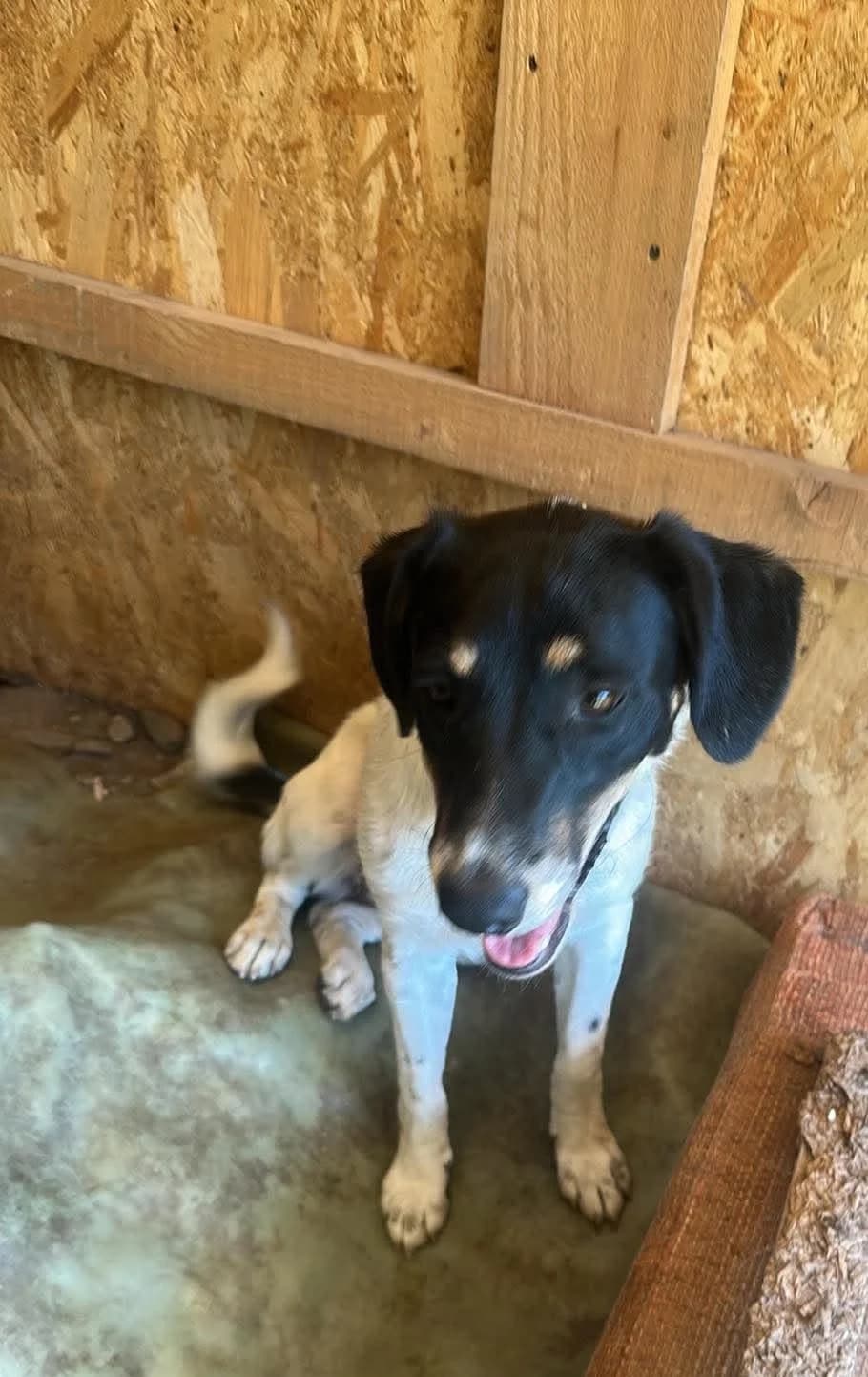 🐾💟🐾 WOOPY 🐾💟🐾, Mixed Breed for adoption at Amys Pfotenfreunde e.V., Langenhagen