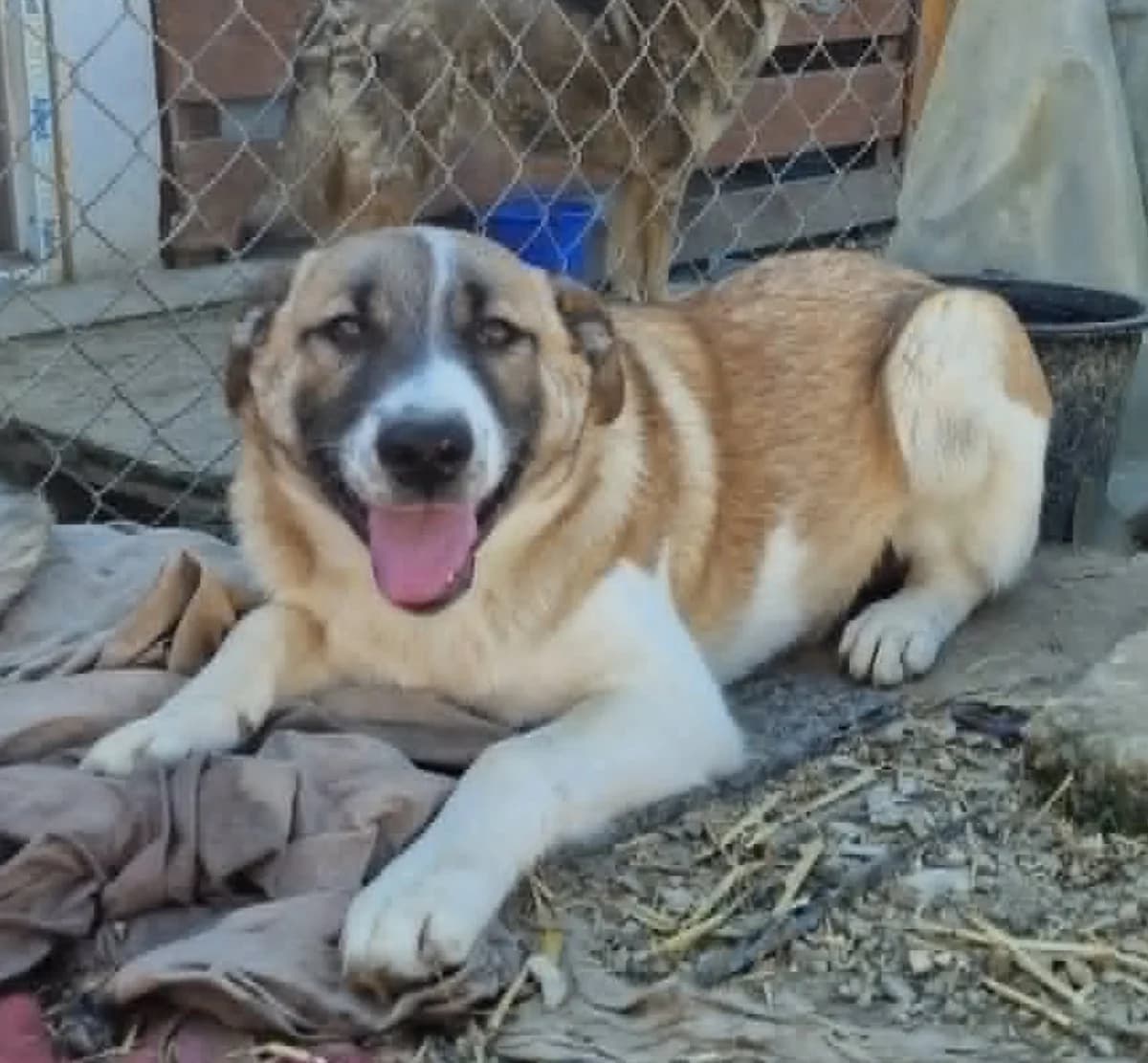 🐾💟🐾 XENIA 🐾💟🐾, Mixed Breed for adoption at Amys Pfotenfreunde e.V., Langenhagen