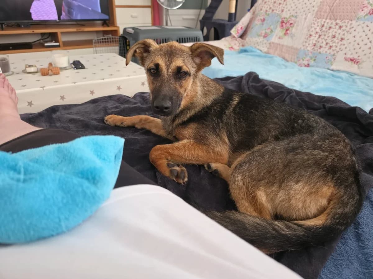🐾💟🐾 XIA 🐾💟🐾, Mixed Breed for adoption at Amys Pfotenfreunde e.V., Langenhagen