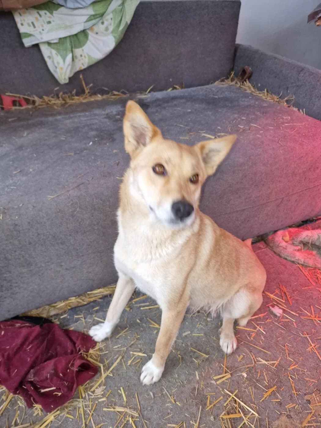 🐾💟🐾 XIA 🐾💟🐾, Mixed Breed for adoption at Amys Pfotenfreunde e.V., Langenhagen