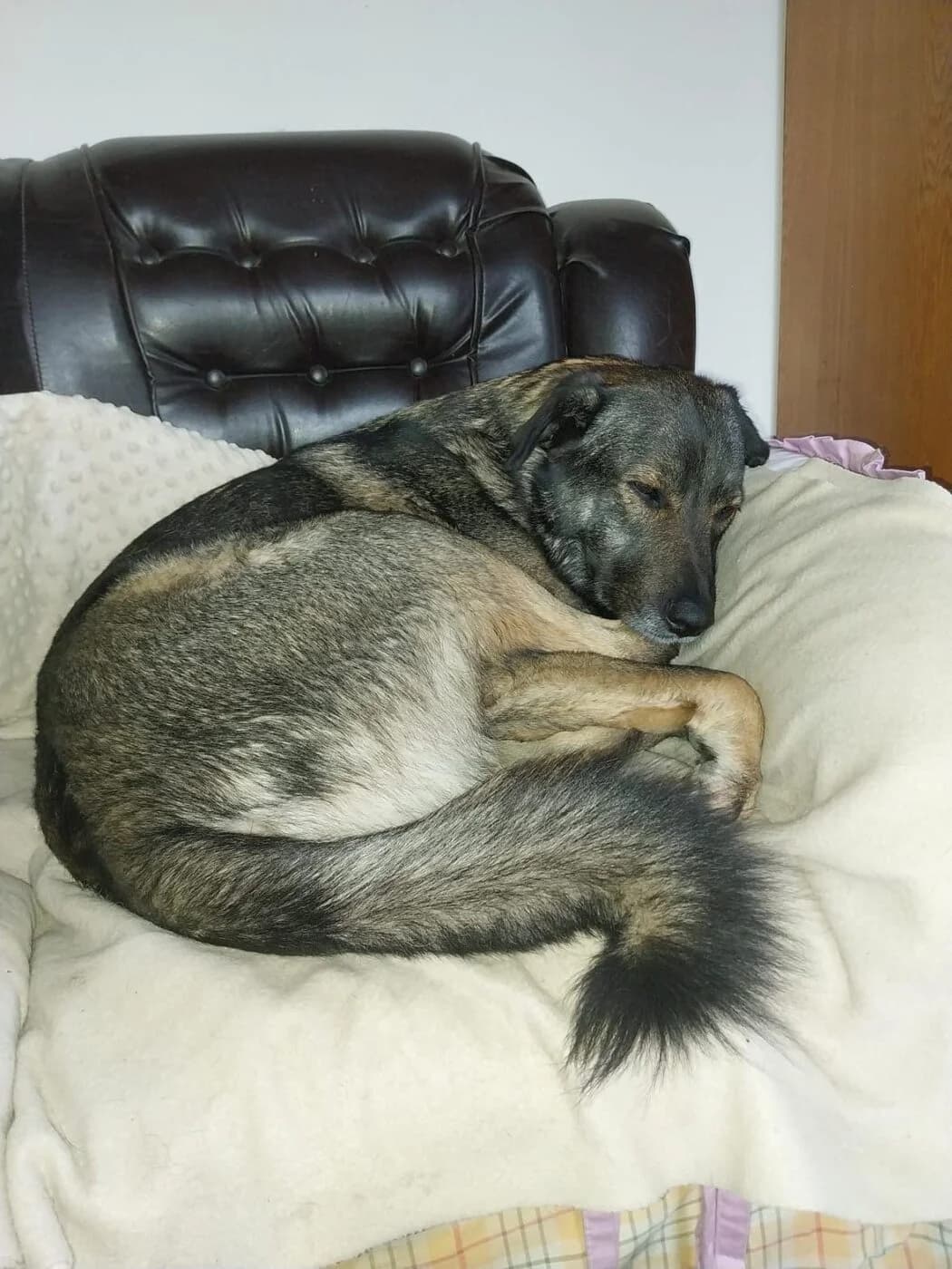 🐾💟🐾 BOLEK 🐾💟🐾, Mixed Breed for adoption at Amys Pfotenfreunde e.V., Langenhagen
