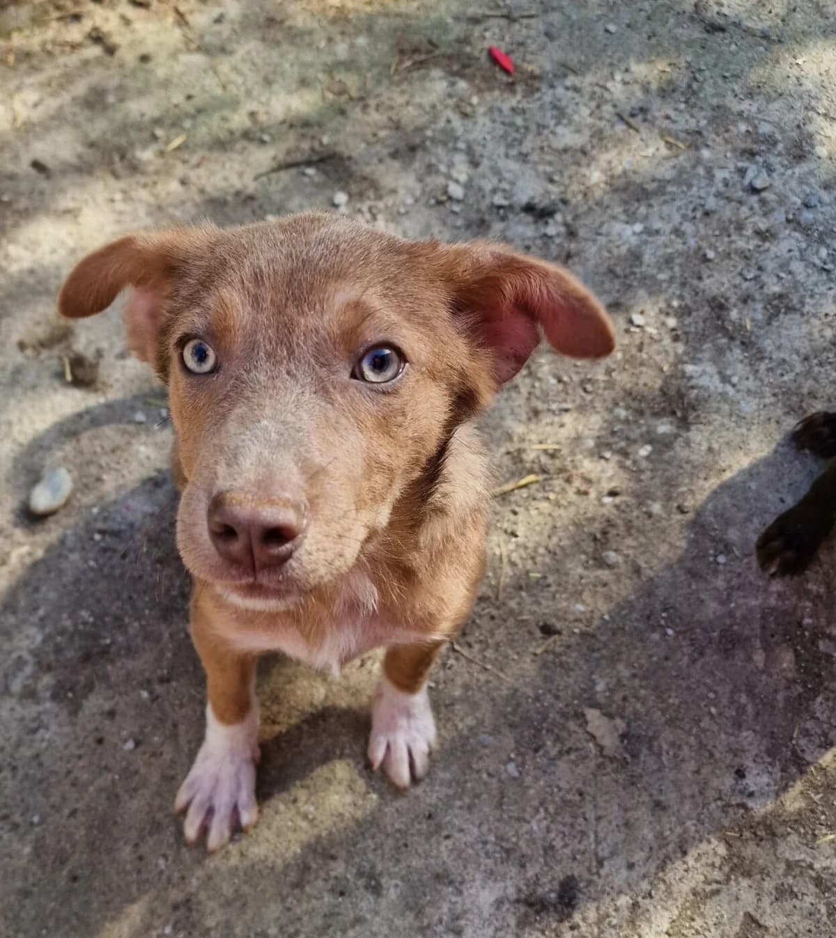 🐾💟🐾 BOLEK 🐾💟🐾, Mixed Breed for adoption at Amys Pfotenfreunde e.V., Langenhagen