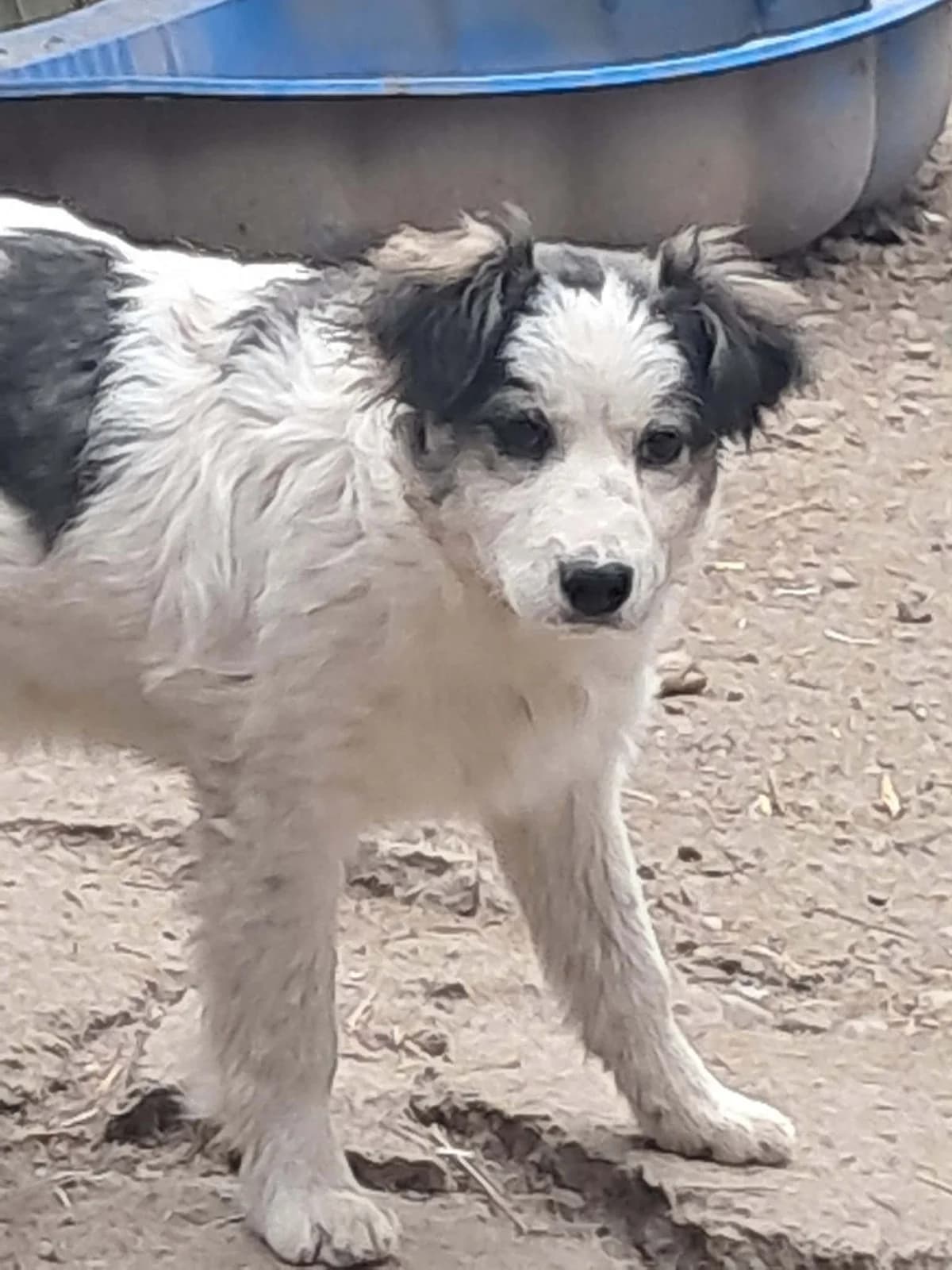 🐾💟🐾 MOGLI 🐾💟🐾, Mixed Breed for adoption at Amys Pfotenfreunde e.V., Langenhagen