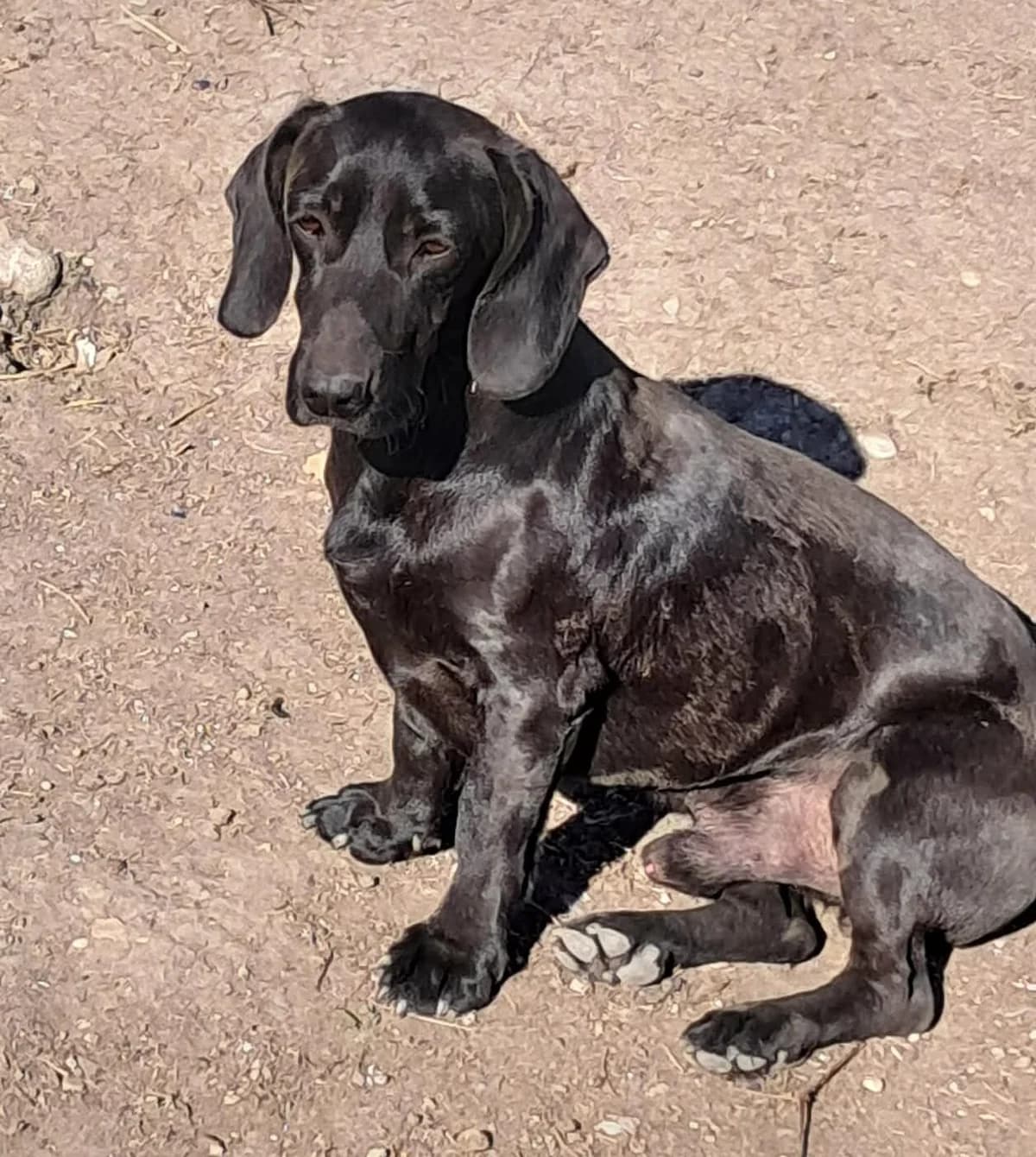 🐾💟🐾 MOGLI 🐾💟🐾, Mixed Breed for adoption at Amys Pfotenfreunde e.V., Langenhagen