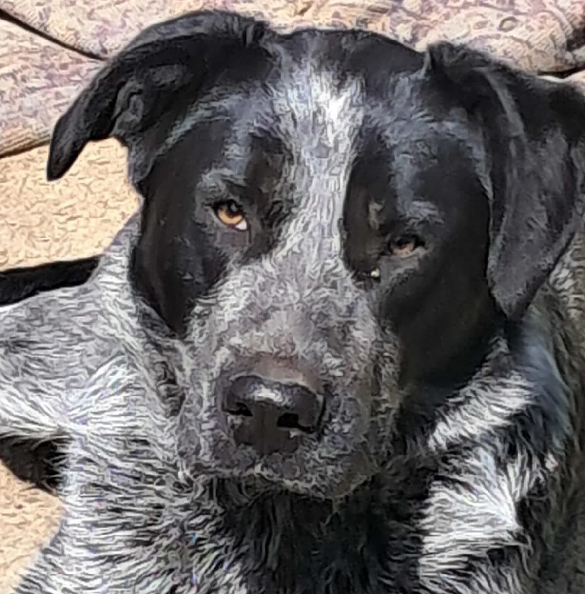 🐾💟🐾 NIKITA 🐾💟🐾, Mixed Breed for adoption at Amys Pfotenfreunde e.V., Langenhagen