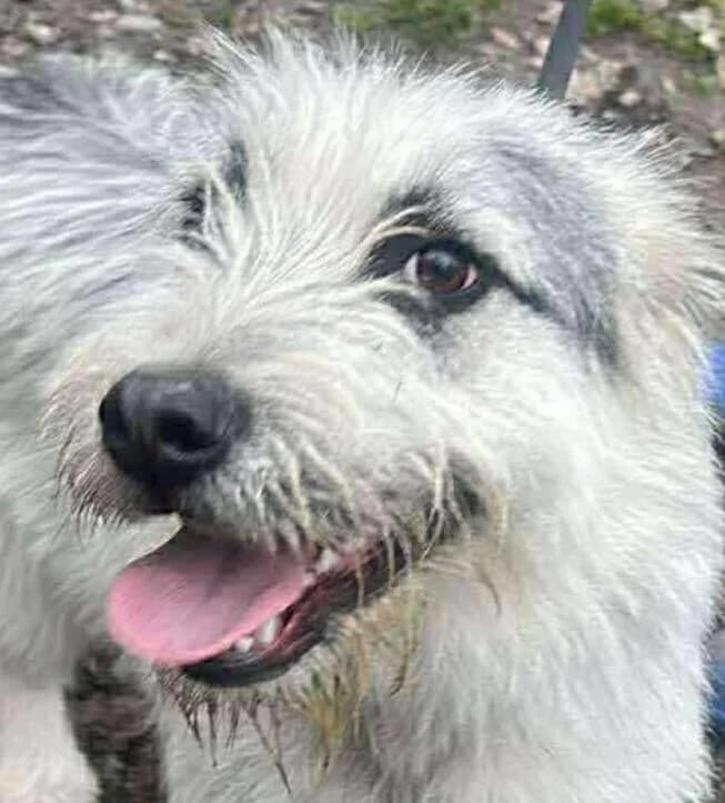 🐾💟🐾 RAY 🐾💟🐾, Mixed Breed for adoption at Amys Pfotenfreunde e.V., Langenhagen