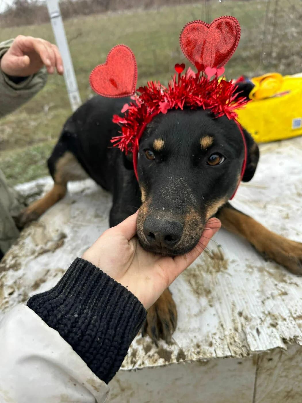 🐾💟🐾 TITUS 🐾💟🐾, Mixed Breed for adoption at Amys Pfotenfreunde e.V., Langenhagen