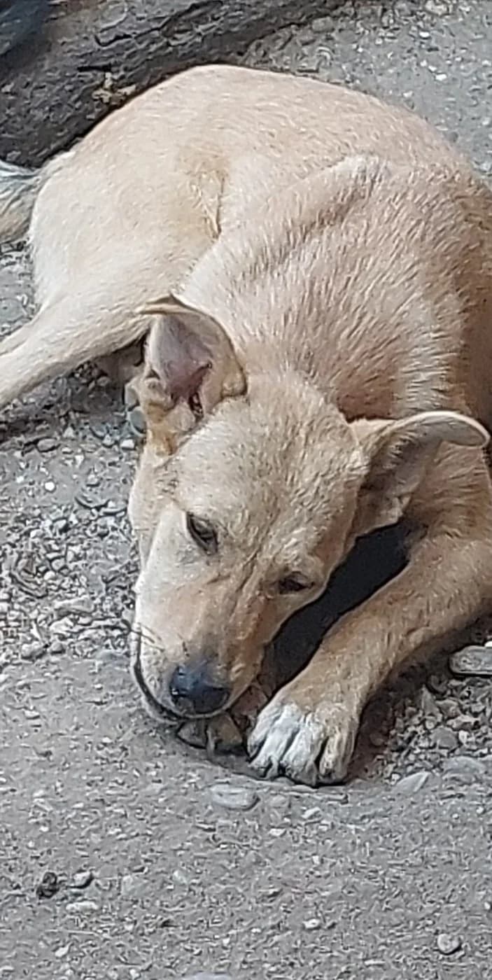 🐾💟🐾 WOLLE 🐾💟🐾, Mixed Breed for adoption at Amys Pfotenfreunde e.V., Langenhagen