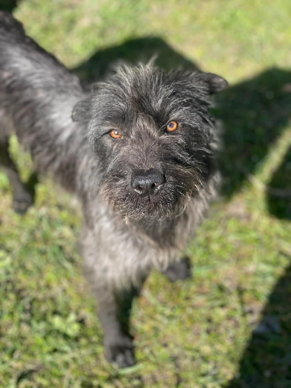 🐾💟🐾 WOLLE 🐾💟🐾, Mixed Breed for adoption at Amys Pfotenfreunde e.V., Langenhagen