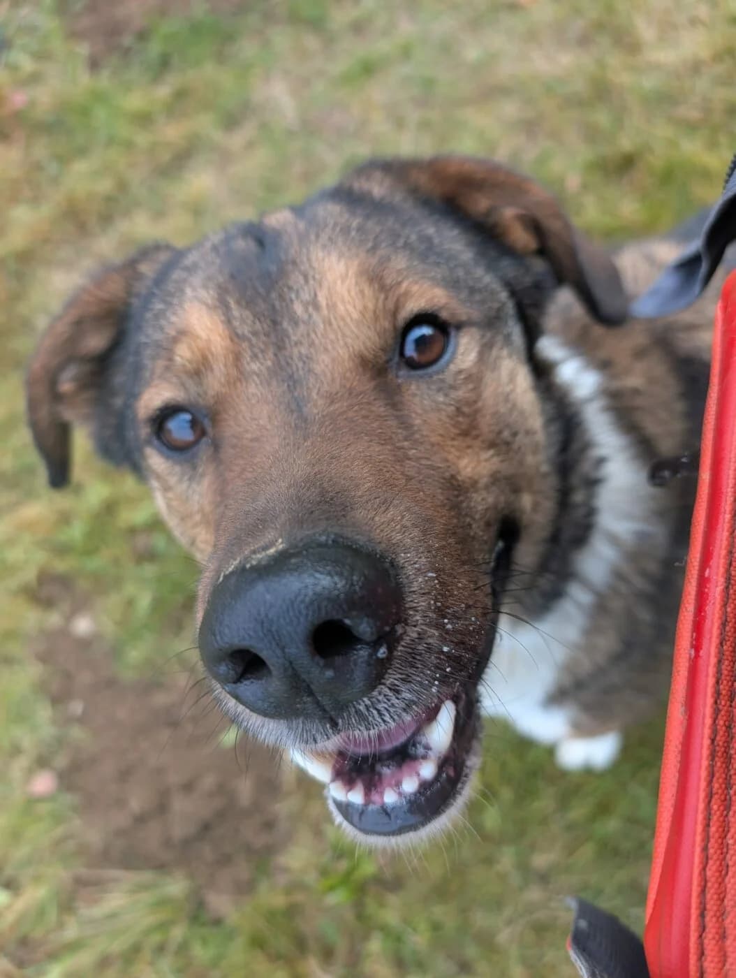 🐾💟🐾 WOLLE 🐾💟🐾, Mixed Breed for adoption at Amys Pfotenfreunde e.V., Langenhagen