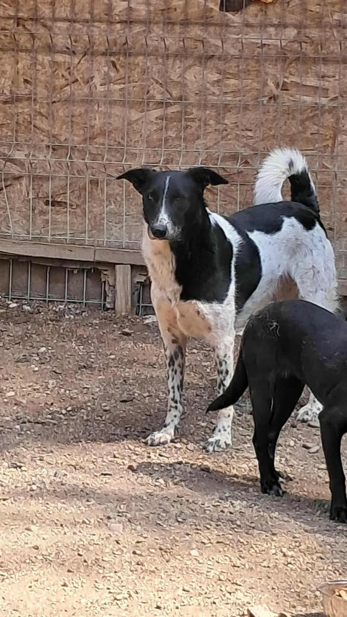 🐾💟🐾 SOKRATES 🐾💟🐾, Mixed Breed for adoption at Amys Pfotenfreunde e.V., Langenhagen