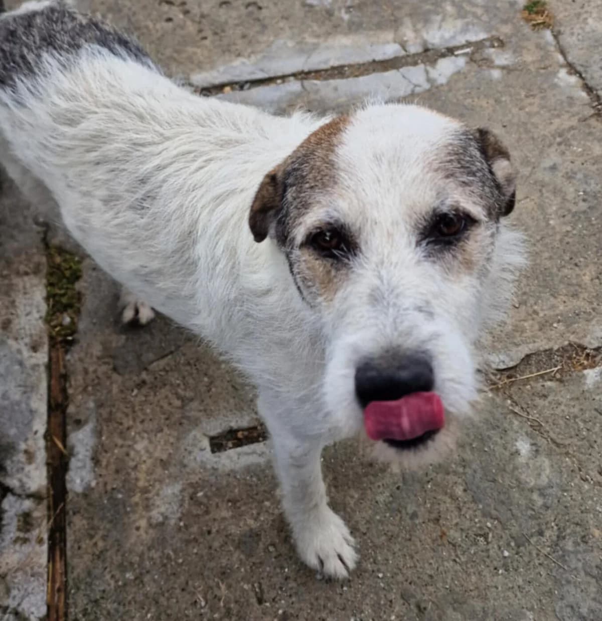 🐾💟🐾 FRITZI 🐾💟🐾, Mixed Breed for adoption at Amys Pfotenfreunde e.V., Langenhagen