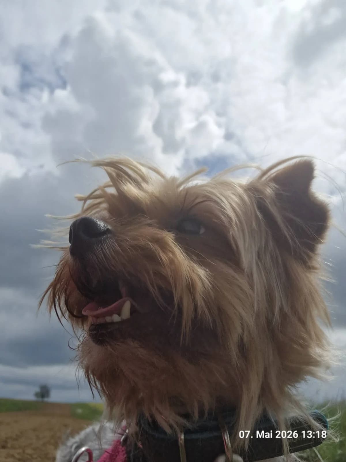 🐾💟🐾 VEIT 🐾💟🐾, Mixed Breed for adoption at Amys Pfotenfreunde e.V., Langenhagen