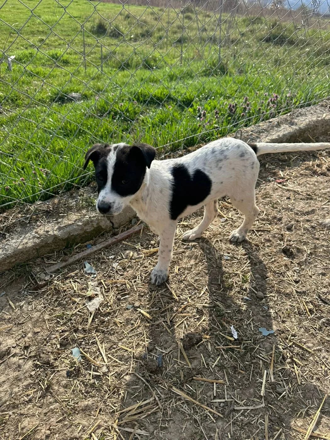 🐾💟🐾 VINCENT 🐾💟🐾, Mixed Breed for adoption at Amys Pfotenfreunde e.V., Langenhagen