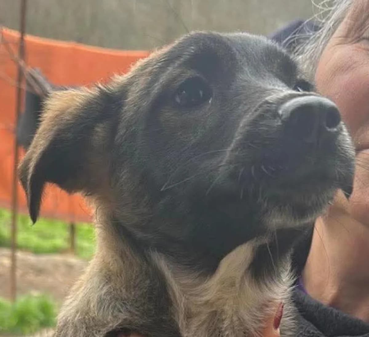 🐾💟🐾 ANI 🐾💟🐾, Mixed Breed for adoption at Amys Pfotenfreunde e.V., Langenhagen