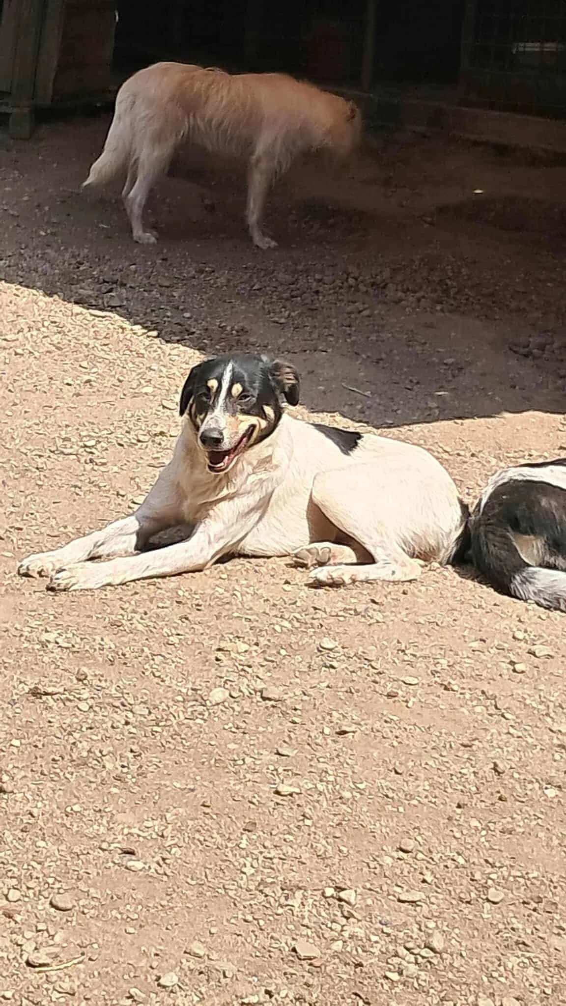 🐾💟🐾 ARIELLE 🐾💟🐾, Mixed Breed for adoption at Amys Pfotenfreunde e.V., Langenhagen